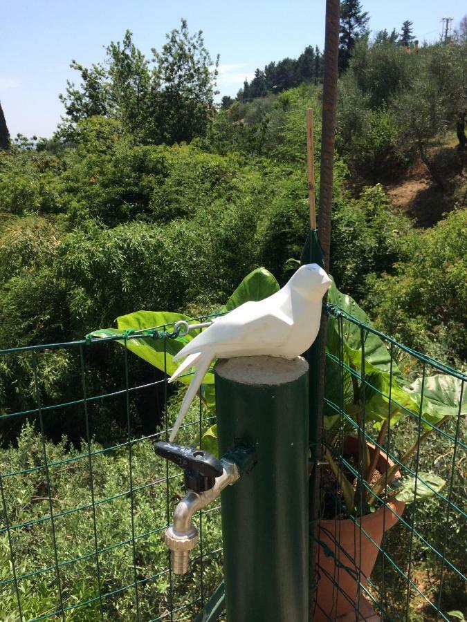 Corsanico-Bargecchia La Casina Delle Rondini旅馆 外观 照片